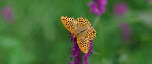 Preview wallpaper kaisermantel, butterfly, wings, insect, flowers