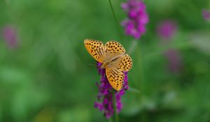 Preview wallpaper kaisermantel, butterfly, wings, insect, flowers