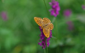 Preview wallpaper kaisermantel, butterfly, wings, insect, flowers