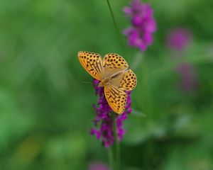 Preview wallpaper kaisermantel, butterfly, wings, insect, flowers