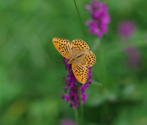 Preview wallpaper kaisermantel, butterfly, wings, insect, flowers