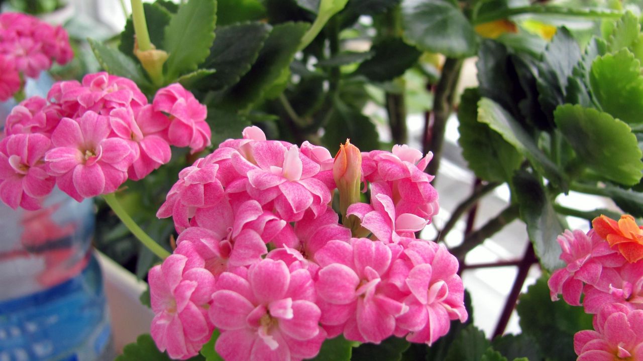 Wallpaper kalanchoe, flower, room, greens, pot