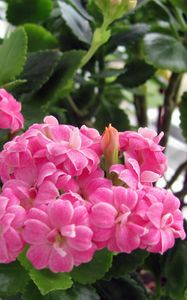 Preview wallpaper kalanchoe, flower, room, greens, pot