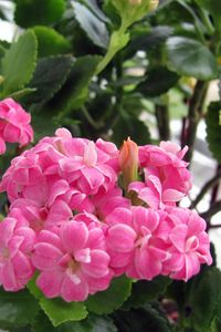 Preview wallpaper kalanchoe, flower, room, greens, pot