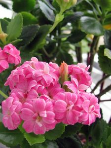 Preview wallpaper kalanchoe, flower, room, greens, pot