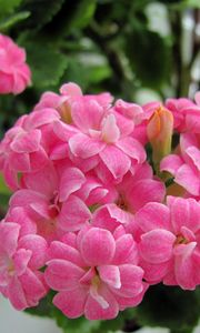 Preview wallpaper kalanchoe, flowers, bloom, room, green, close-up