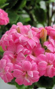 Preview wallpaper kalanchoe, flowers, bloom, room, green, close-up