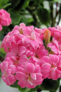 Preview wallpaper kalanchoe, flowers, bloom, room, green, close-up