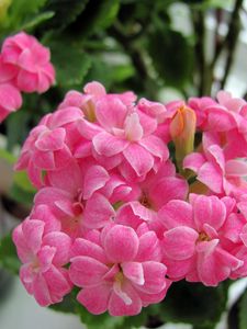 Preview wallpaper kalanchoe, flowers, bloom, room, green, close-up