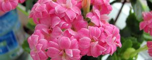 Preview wallpaper kalanchoe, flowers, bloom, room, green, close-up