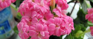 Preview wallpaper kalanchoe, flowers, bloom, room, green, close-up