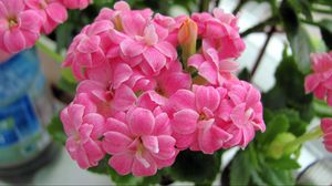 Preview wallpaper kalanchoe, flowers, bloom, room, green, close-up