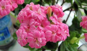 Preview wallpaper kalanchoe, flowers, bloom, room, green, close-up