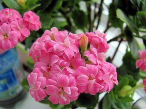 Preview wallpaper kalanchoe, flowers, bloom, room, green, close-up