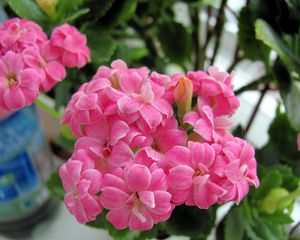 Preview wallpaper kalanchoe, flowers, bloom, room, green, close-up