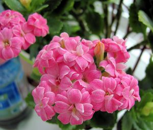 Preview wallpaper kalanchoe, flowers, bloom, room, green, close-up