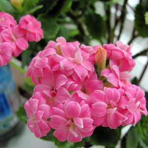 Preview wallpaper kalanchoe, flowers, bloom, room, green, close-up