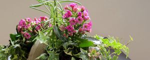 Preview wallpaper kalanchoe, flowers, composition, green, drop, freshness