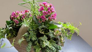 Preview wallpaper kalanchoe, flowers, composition, green, drop, freshness