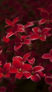 Preview wallpaper kalanchoe, flowers, petals, red