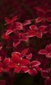 Preview wallpaper kalanchoe, flowers, petals, red