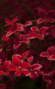 Preview wallpaper kalanchoe, flowers, petals, red