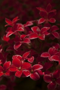 Preview wallpaper kalanchoe, flowers, petals, red