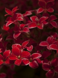 Preview wallpaper kalanchoe, flowers, petals, red