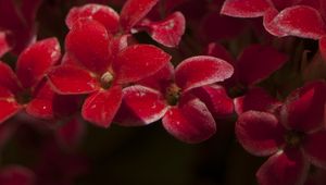 Preview wallpaper kalanchoe, flowers, petals, red