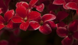 Preview wallpaper kalanchoe, flowers, petals, red