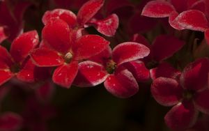 Preview wallpaper kalanchoe, flowers, petals, red