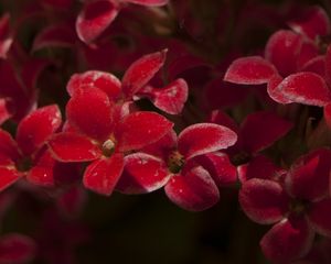 Preview wallpaper kalanchoe, flowers, petals, red