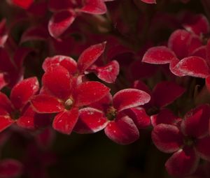 Preview wallpaper kalanchoe, flowers, petals, red