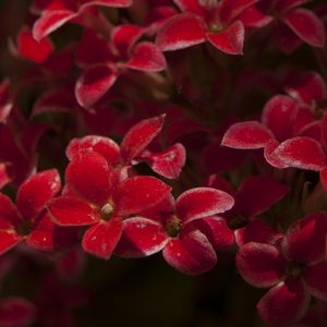 Preview wallpaper kalanchoe, flowers, petals, red