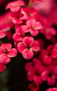 Preview wallpaper kalanchoe, flowers, petals, pink
