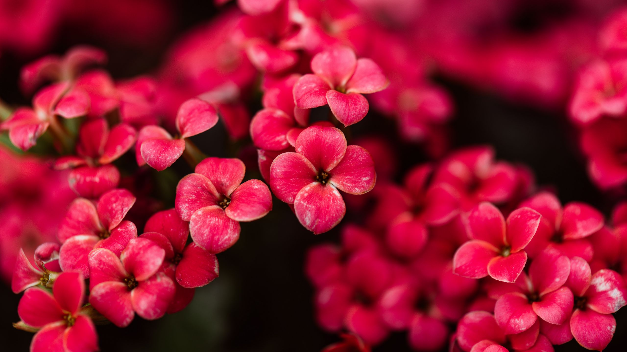 Download wallpaper 2560x1440 kalanchoe, flowers, petals, pink