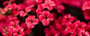 Preview wallpaper kalanchoe, flowers, petals, pink