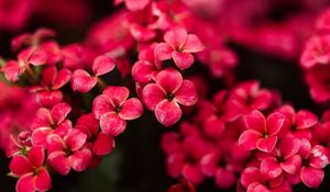 Preview wallpaper kalanchoe, flowers, petals, pink