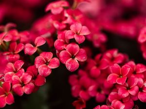 Preview wallpaper kalanchoe, flowers, petals, pink