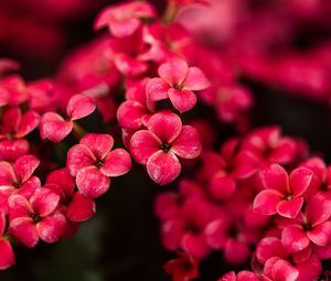 Preview wallpaper kalanchoe, flowers, petals, pink