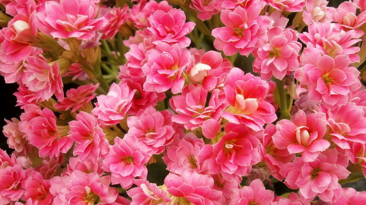 Wallpaper kalanchoe, flowers, pink, indoor, close-up