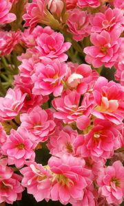 Preview wallpaper kalanchoe, flowers, pink, indoor, close-up