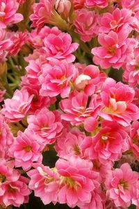 Preview wallpaper kalanchoe, flowers, pink, indoor, close-up