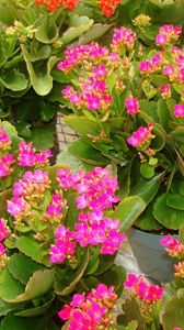 Preview wallpaper kalanchoe, flowers, pots, pink, roomed