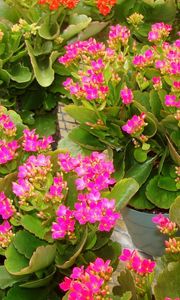 Preview wallpaper kalanchoe, flowers, pots, pink, roomed