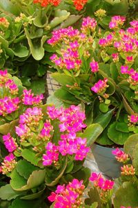 Preview wallpaper kalanchoe, flowers, pots, pink, roomed