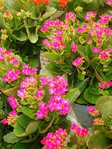 Preview wallpaper kalanchoe, flowers, pots, pink, roomed