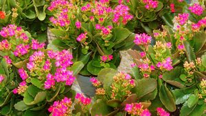 Preview wallpaper kalanchoe, flowers, pots, pink, roomed