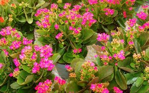 Preview wallpaper kalanchoe, flowers, pots, pink, roomed