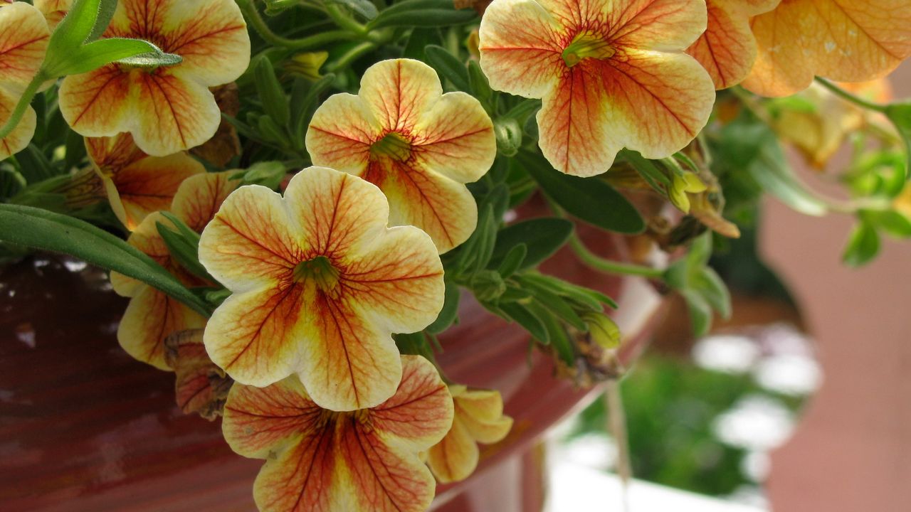 Wallpaper kalibrahoa, flowers, pots, close-up